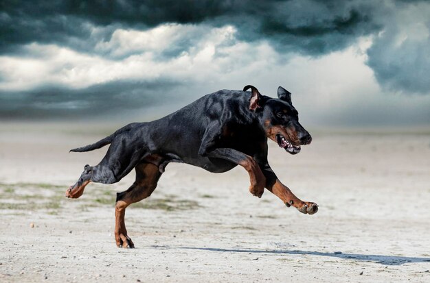 Cão a correr na praia