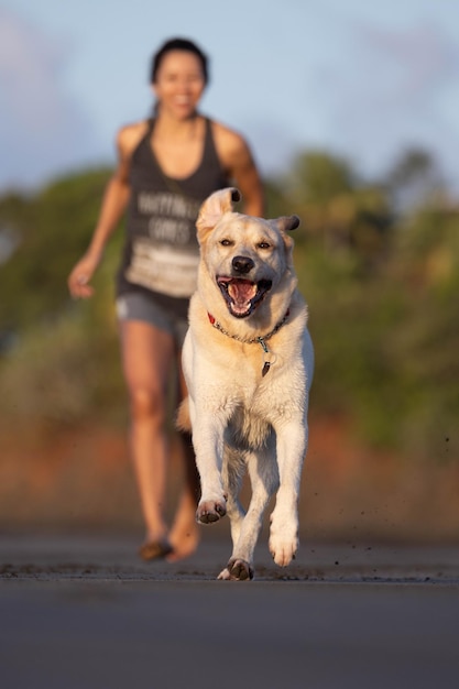Foto cão a correr na praia