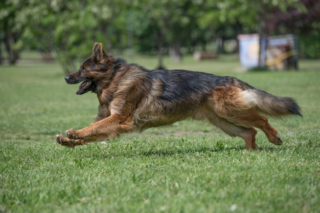 Cão a correr na relva