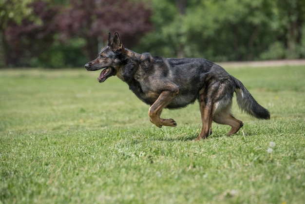 Cão a correr na relva