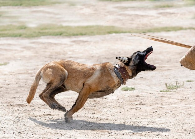 Foto cão a correr no campo