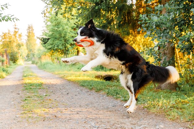 Foto cão a correr no campo