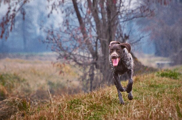 Foto cão a correr no campo