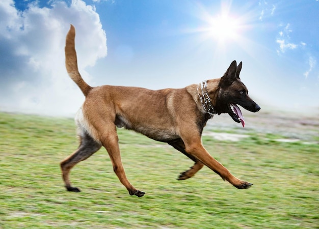 Cão a correr no campo