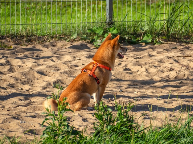 Foto cão a correr no campo