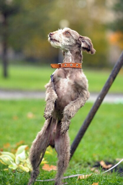 Foto cão a correr no campo