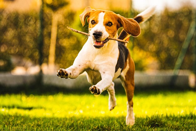 Foto cão a correr no campo