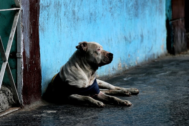 Foto cão a descansar em casa