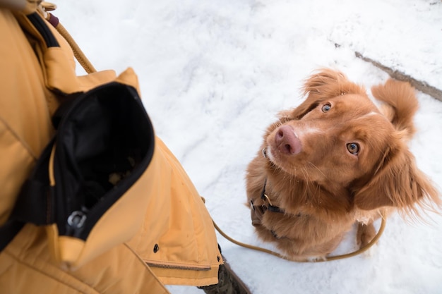 Cão à espera de comando e tratamento de treino andando com o dono no inverno