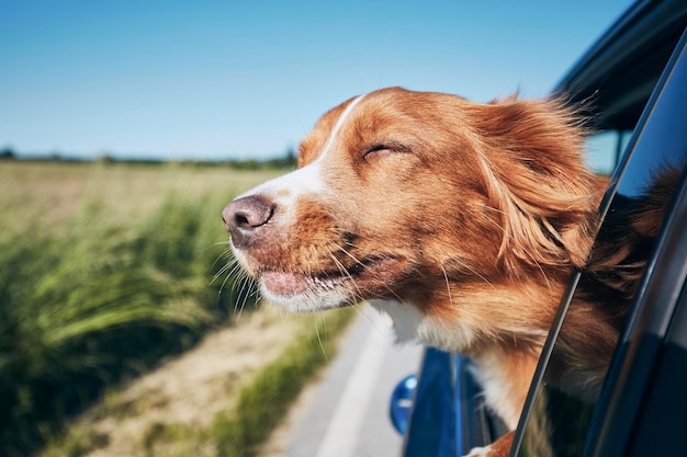 Cão a espreitar pela janela do carro