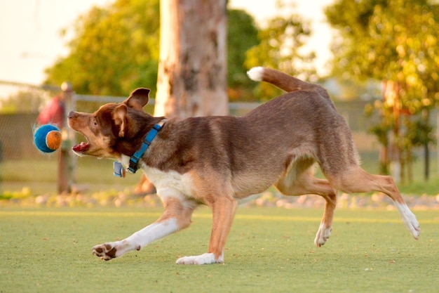 Cão a fazer truques com a bola