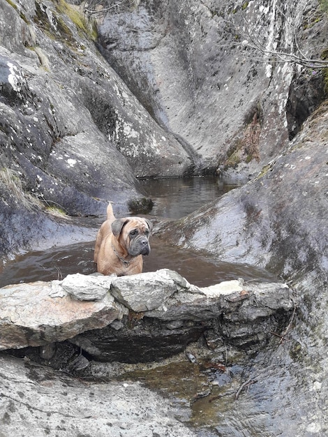 Cão à luz do sol