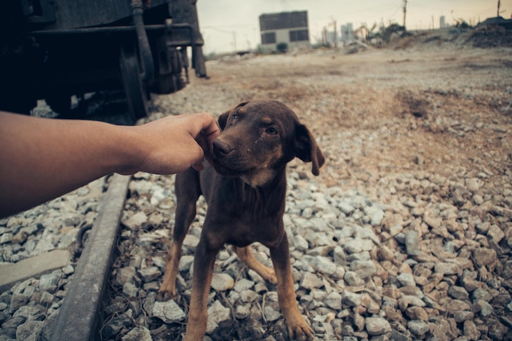 Foto cão à mão