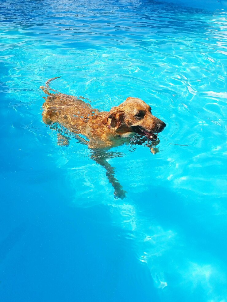 Foto cão a nadar na piscina