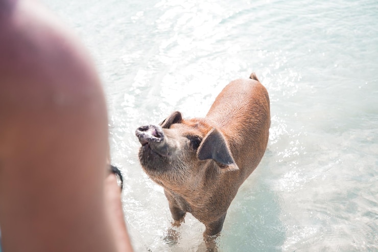 Foto cão a nadar no mar