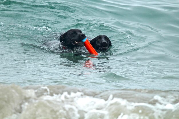 Foto cão a nadar no mar