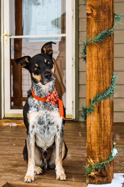 Foto cão a olhar para a entrada