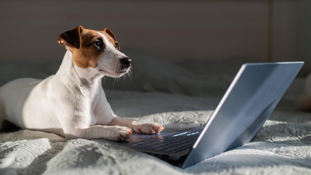 Cão a olhar para o portátil em casa