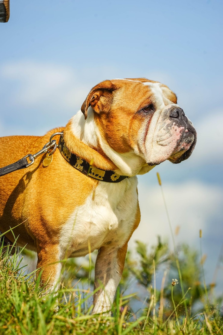 Foto cão a olhar para outro lado