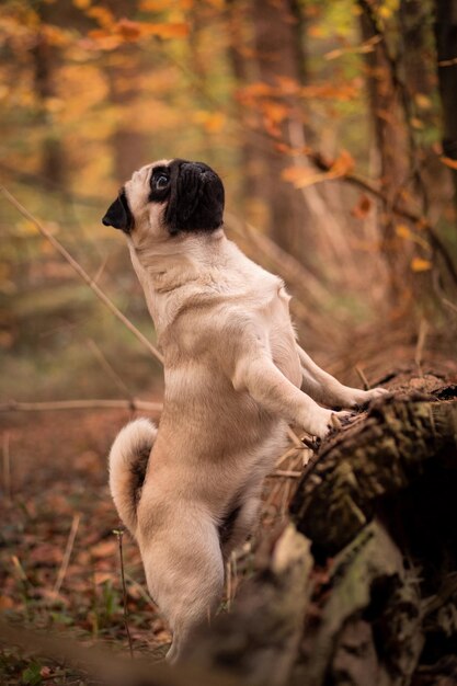 Foto cão a olhar para outro lado