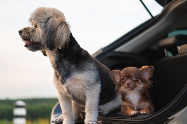 Cão a olhar para outro lado