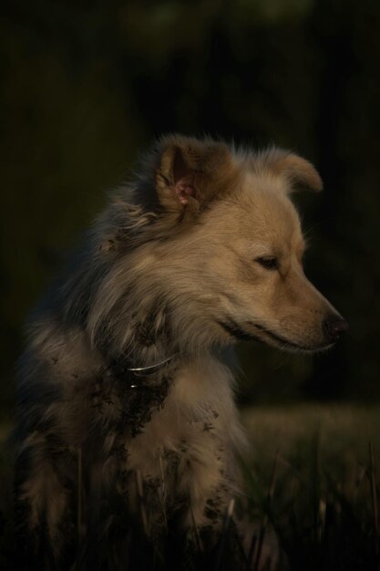 Foto cão a olhar para outro lado