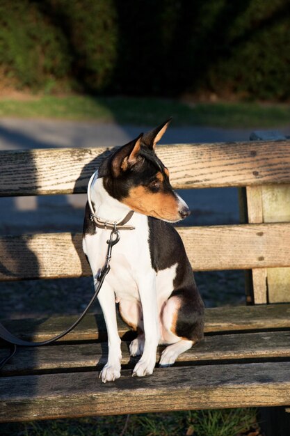 Foto cão a olhar para outro lado