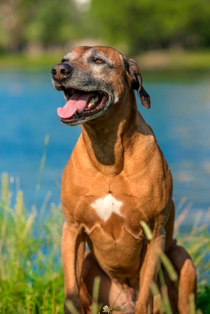 Cão a olhar para outro lado