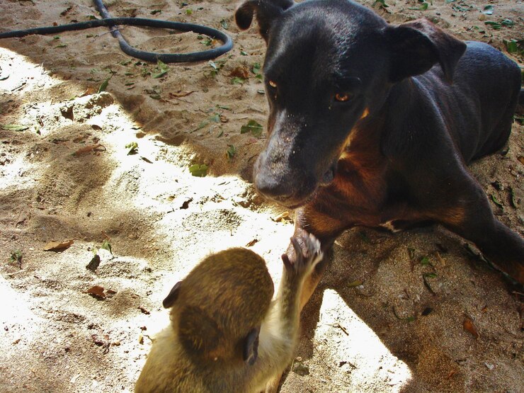 Foto cão a olhar para outro lado
