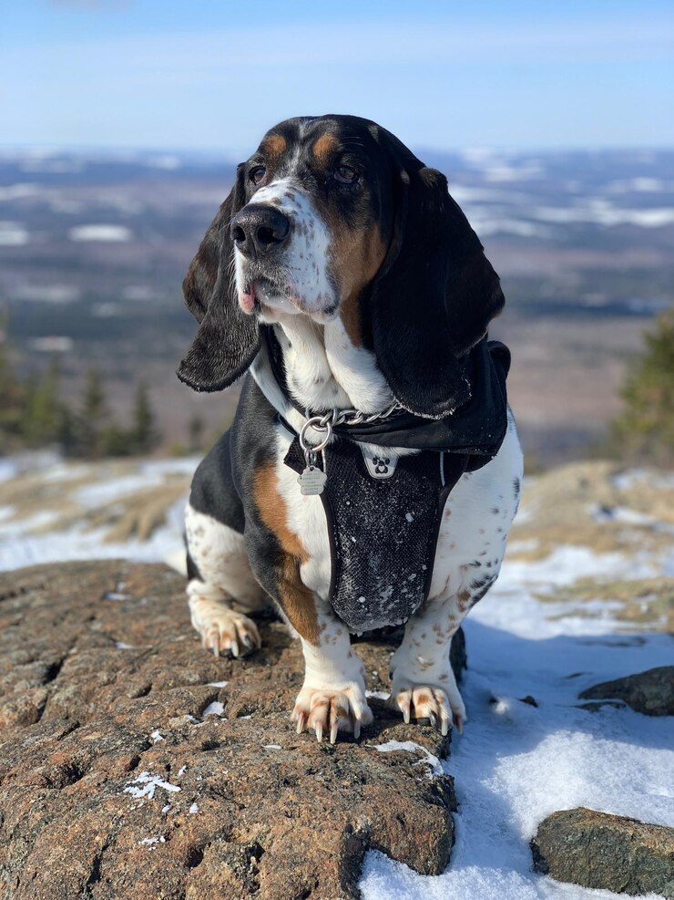 Foto cão a olhar para outro lado