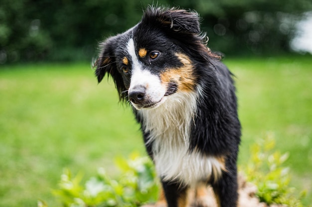 Foto cão a olhar para outro lado