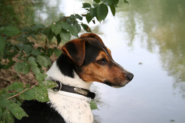 Foto cão a olhar para outro lado