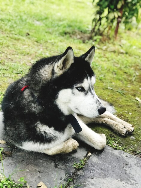 Cão a olhar para outro lado