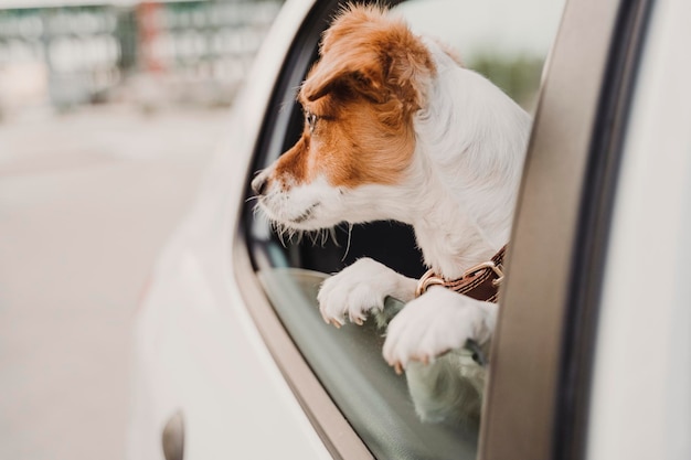 Cão a olhar pela janela do carro