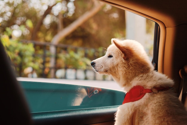 Foto cão a olhar pela janela do carro