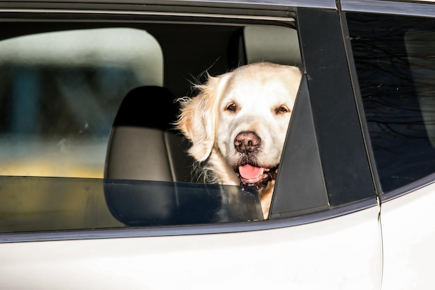 Cão a olhar pela janela do carro.