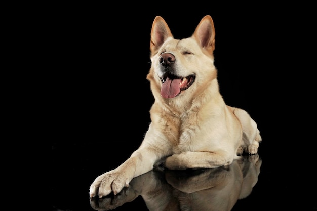 Cão a relaxar contra um fundo preto