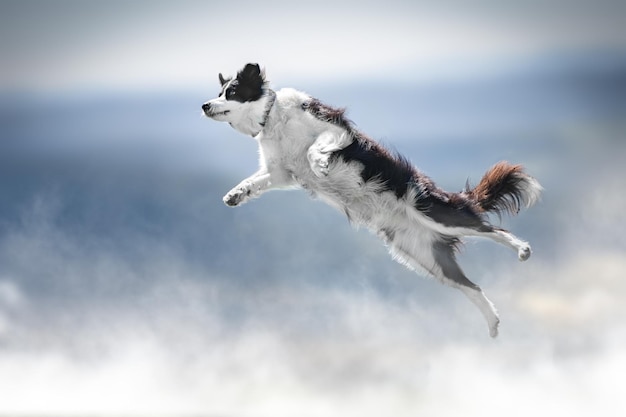 Cão a saltar ao ar livre