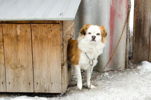 cão acorrentado