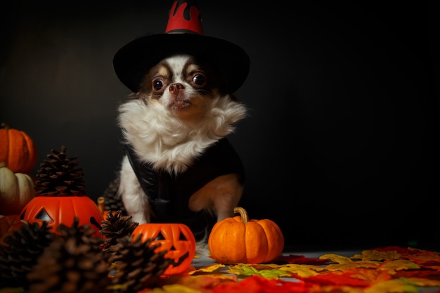 Cão adorável chihuahua usando um chapéu de bruxa de Halloween e segurando uma abóbora no escuro.