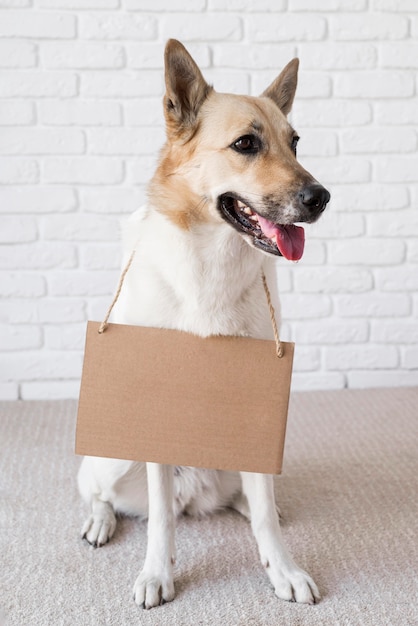 Cão adorável com faixa de papelão