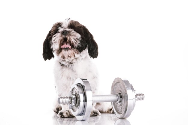 Cão adorável com halteres em fundo branco