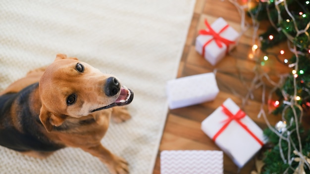 Cão adorável com presentes comemorando o Natal em casa.