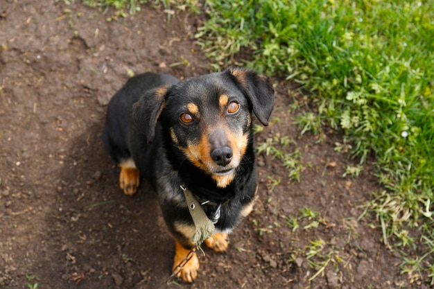 Cão adorável na cadeia ao ar livre acima da vista