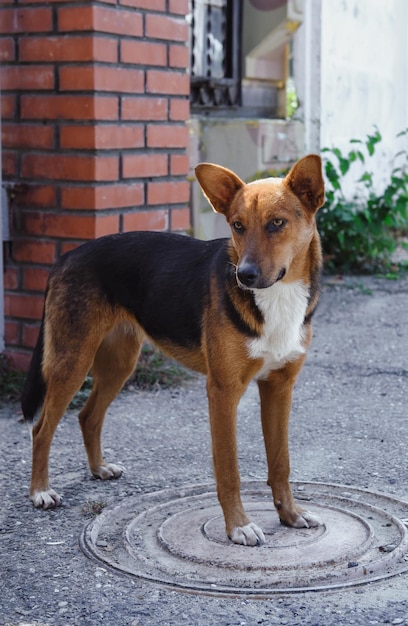 Cão adorável sem raça. o olhar fiel e leal de um cão de um abrigo. um lindo tricô