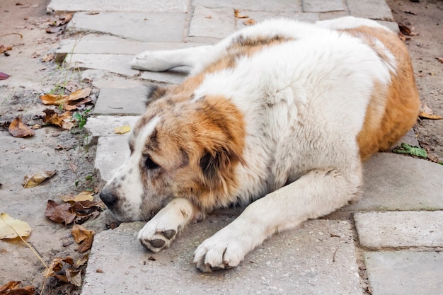 Cão adormecido com a cabeça apoiada nas patas. Raça Pastor Asiático Central (Alabai)