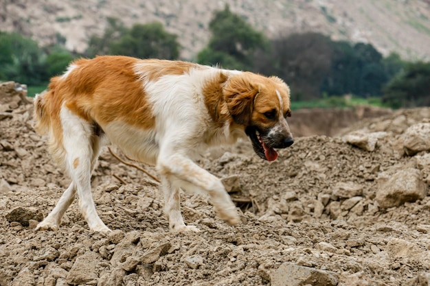 Cão adulto andando sozinho por uma paisagem de terra e áreas verdes