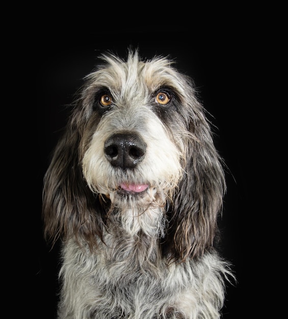 Foto cão adulto blue gascony griffon do retrato com cara engraçada da expressão isolado no fundo escuro preto