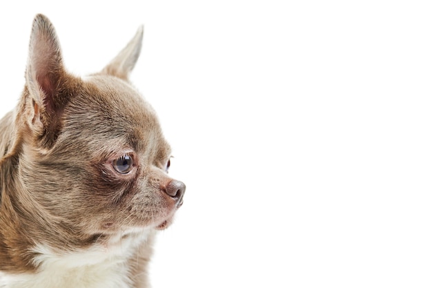 Cão adulto Chihuahua, isolado. Cachorrinho fofo sobre fundo branco. Filhote de cachorro de abrigo. Raça de cachorro chihuahua de pêlo curto pequeno, fotos de estúdio.