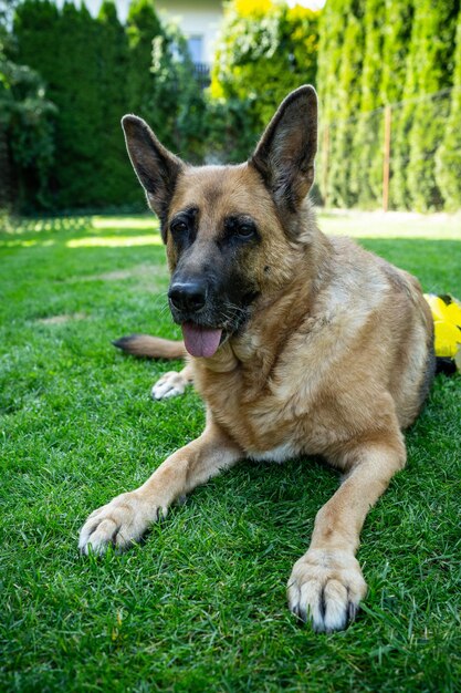 Cão adulto feliz deitado na grama no jardim de casa